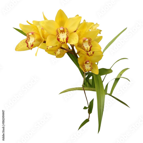 Yellow orchid flower