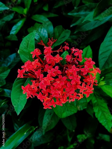 Asoka flower in the garden