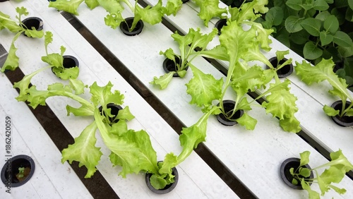 Green Oak Lettuce Growing in Hydroponic NFT System Garden