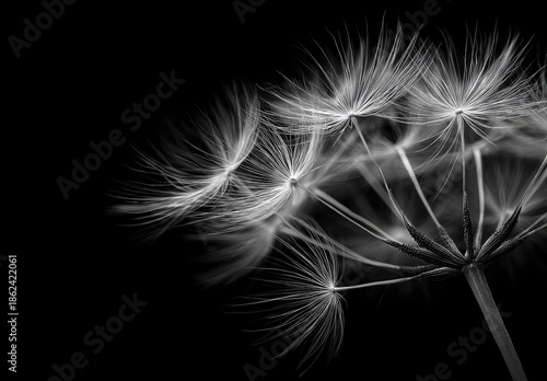 Close-up monochrome of dandelion seed head, dark background. Delicate feathery structures