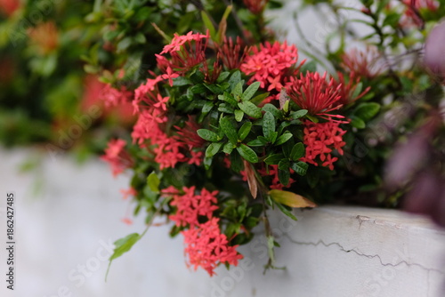Red Ixora coccinea flower in nature garden. Beautiful Red spike flower. King Ixora blooming (Ixora chinensis). Rubiaceae flower. Ixora coccinea flower in the garden