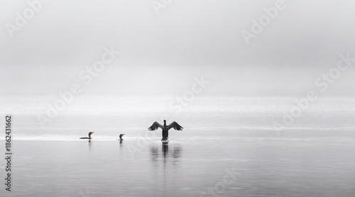 Tableau sur toile Minimalist misty lake with cormorant wings spread and reflection serene fog wild