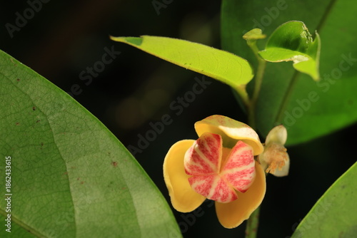 Mitrephora Keithii is a big shrub fragrant flower, 
3 outer yellow petals,recurved towards flower center.
3 inner petals with blushes of red, fused into a dome over the reproductive organ.
THAILAND
