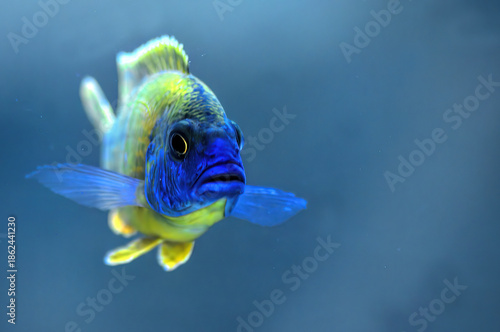 blue parrot fish