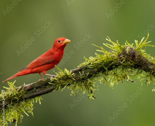 Summer tanager with good eye-contact 