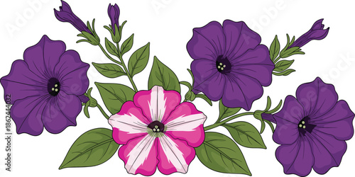 Petunia flower arrangement with pink and purple blooms, green leaves, and buds in botanical illustration for garden and floral design