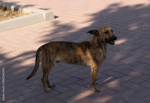 A stray tiger-colored dog walks along the sidewalks.