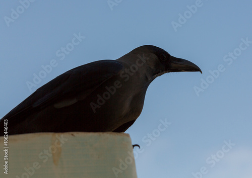 House crow (Corvus splendens), also known as the Indian, greynecked, Ceylon or Colombo crow. The bird is sitting on the fence.