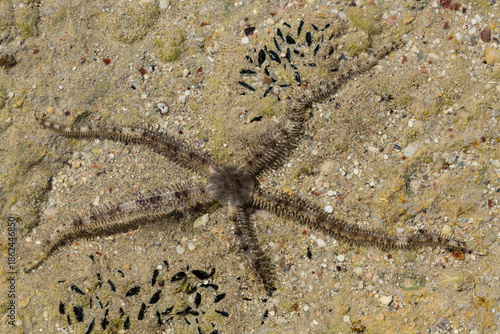 Ophiocoma scolopendrina in its natural habitat. African fauna of the Red Sea.