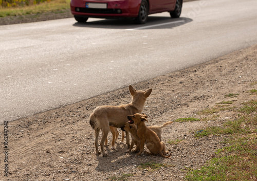 A feral dog by the roadside with a young brood of his puppies.