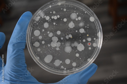 Fotografie Bacterial colonies growing on an agar plate in a Petri dish in a microbiology laboratory