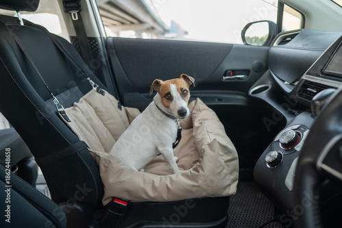 Bild auf Leinwand Jack Russell Terrier Dog in a Special Car Seat.