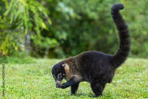 White-Nosed Coati 
