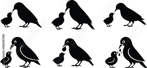 Set of Minimalist black bird feeding its hungry chick silhouette vector icon