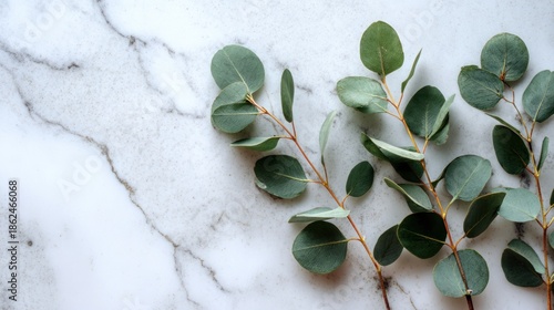 Eucalyptus branches on marble surface minimalistic botanical background