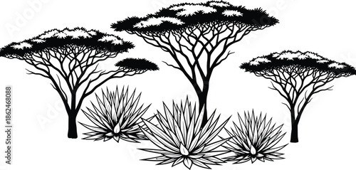 Black and white silhouette of African savanna acacia trees and desert agave succulents isolated on white background for safari landscape