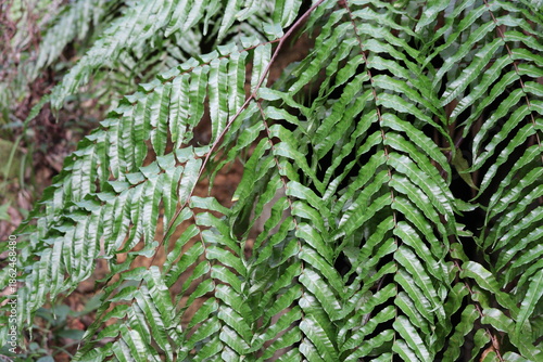 large leaves of tree fern
