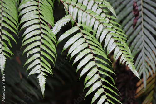 large leaves of tree fern