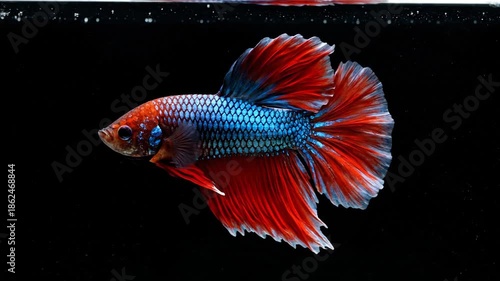 vibrant blue and red betta fish swimming in dark aquarium background