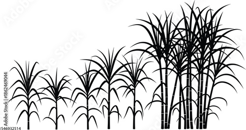 Black sugarcane plant silhouettes set with sugar cane stalks and tropical grass elements isolated on white background for agricultural design