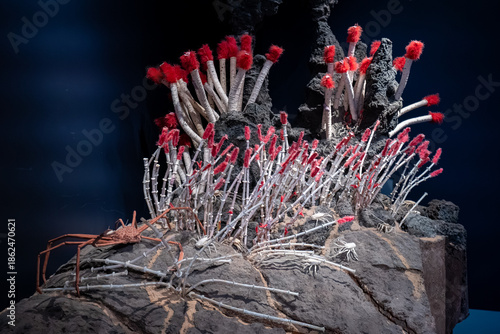 Photography Close up of hydrothermal vent diorama with tube worms and crabs at museum