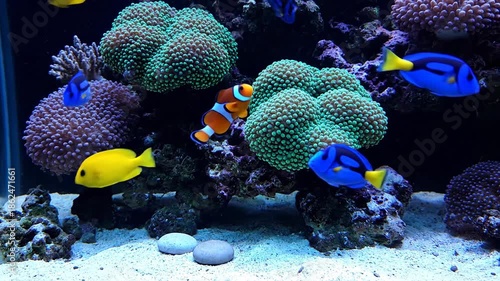 colorful reef fish in aquarium with clownfish and yellow tang among coral