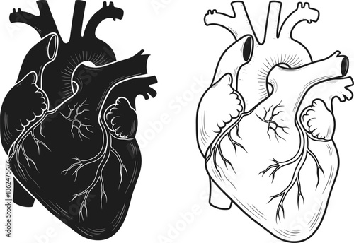 Hand drawn anatomical human heart illustration in silhouette and line art style isolated vector for medical education healthcare and creative design
