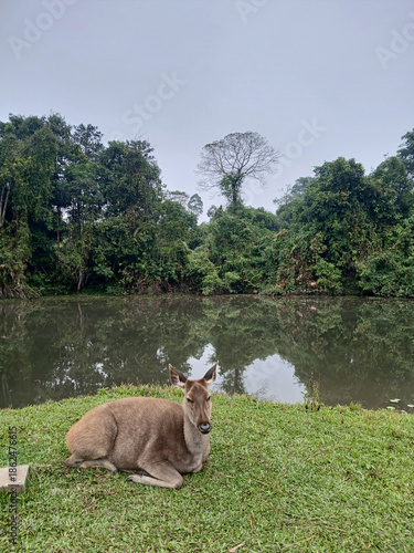 Sambar deer lying and resting on grass in tropical forest at Khao Yai National Park, Brown fur mammal and hoofed animal in World Heritage site with black water of swamp and green tree, Thailand