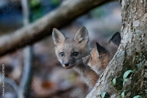 Two Red Fox Kits Interacting Behind Tree (Vulpes vulpes)
