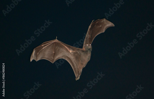 grey headed flying fox bats flying at night.
