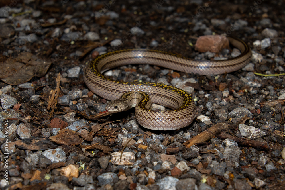 Fototapeta premium Striped Kukri Snake (Oligodon taeniatus)
