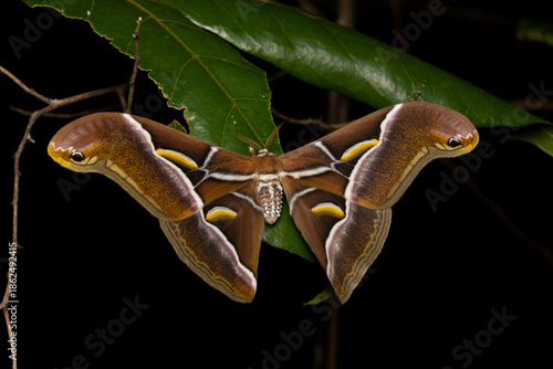 Lesser Atlas Moth (Samia sp.)