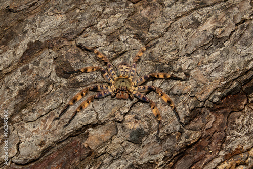 Purple Huntsman Spider (Heteropoda lunula) on tree bark