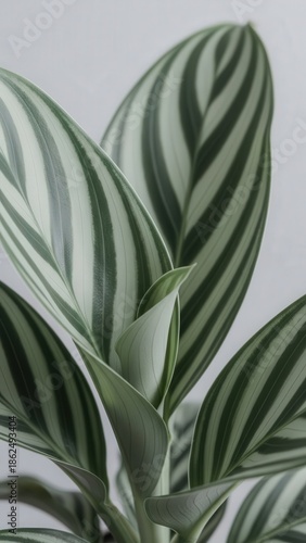 Green Striped Leaves on Grey Background.