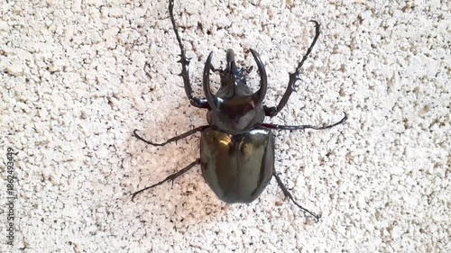 Wallpaper Mural three-horned bug, big black brown male in forest will leave trunk of tree, be brick wall climbing fighting beetle animal Thailand. Torontodigital.ca