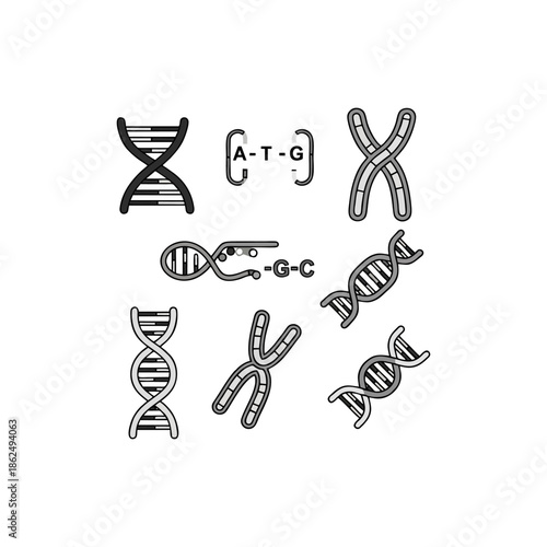 Vector illustrations of DNA double helix structures, chromosomes, and genetic code elements.
