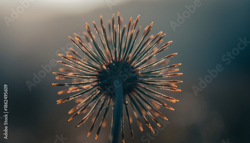 Detailed Macro View of an Abstract Dried Seed Head Against a Soft, Golden Bokeh Background at Sunset