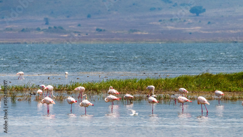 Greater Flamingos - Phoenicopterus roseus- standing in lake Magadi in the Ngorogoro Crater in Tanzania