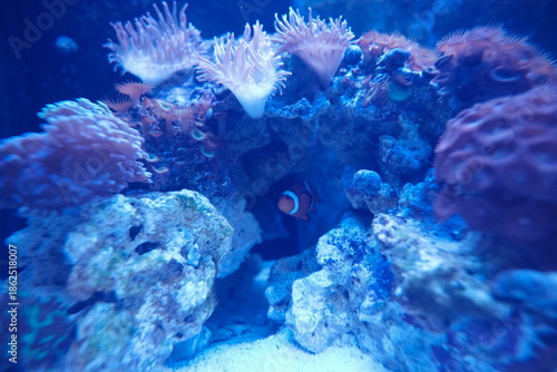 colorfull sead fish in aquarium