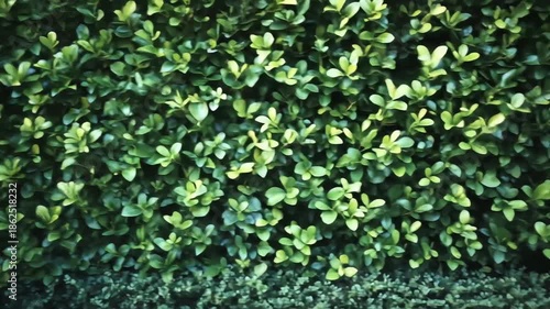 Wallpaper Mural Dense lush green foliage of a hedge or bush, with small rounded leaves and natural texture Torontodigital.ca
