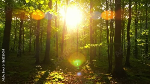 Dappled Sunlight on Forest Floor sun flare summer Low angle, static shot A mesmerizing, wide shot of a glorious golden hour sun flare piercing through the dense, vibrant