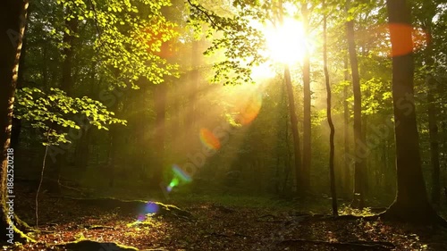 Summer Foliage Sun Flare Macro or close up perspective of sun rays hitting specific vibrant green leaves or wildflowers, creating intricate and intimate lens flares.
