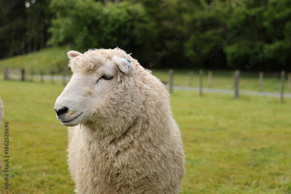 Obraz premium New Zealand Rotorua Fluffy White Sheep Standing Green Pasture 24.11.2025