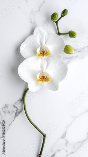 Two white orchids with yellow centers lie on veined marble background with green buds