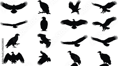 Bird of prey silhouettes set, flying and perched raptors isolated on white background for wildlife nature design projects illustration branding