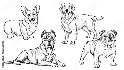 Line art illustration featuring four distinct dog breeds: a Corgi, Golden Retriever, Cane Corso, and Bulldog, showcasing their unique characteristics.