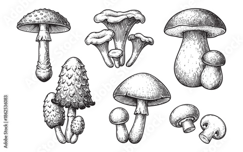 Vintage Mushroom Engraving Set