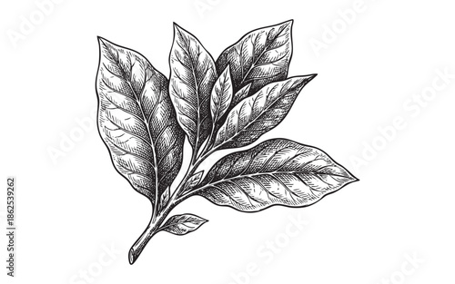 Tobacco Plant Branch with Leaves