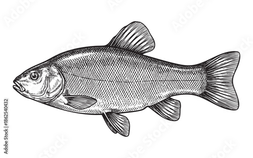 Freshwater River Fish Nature Illustration