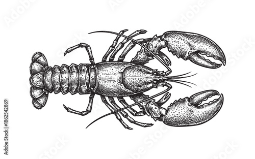 Detailed Vintage Lobster Seafood Illustration